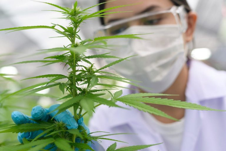 It may be increasingly legal but doesn’t mean cannabis is safe